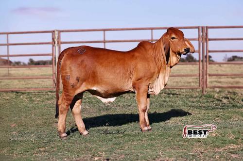 LOT 04 - DADR LADY CLAUDIA 44/4