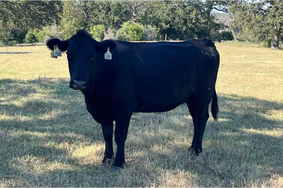 LOT 06 - PREGNANT RECIP - #NCC RED ODYSSEY x MS CHAPARRAL 171 PUMPKIN