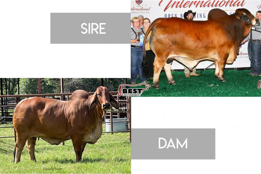 LOT 09 - MR CBR 667/8 CUTTER x HK MS DIXIE ROSE 370 -3 REVERSE SORTED HEIFER EMBRYOS