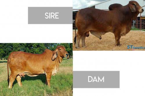 LOT 11 - +TJF SMOKIN GUN 109/7 x MS CADDO MOONSHINE MOLLY 86 -3 CONVENTIONAL EMBRYOS