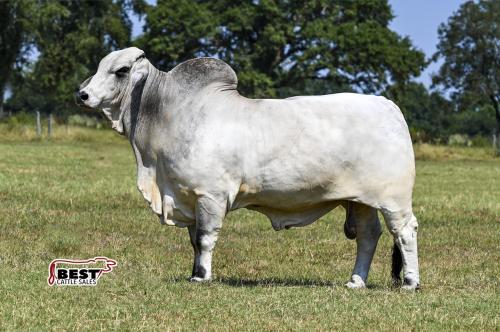 LOT 17 - +JDH SIR LEON MANSO 776/6 ET  x  +BOX R MS CANEY CREEK 115/14 ET - 3 FROZEN EMBRYOS