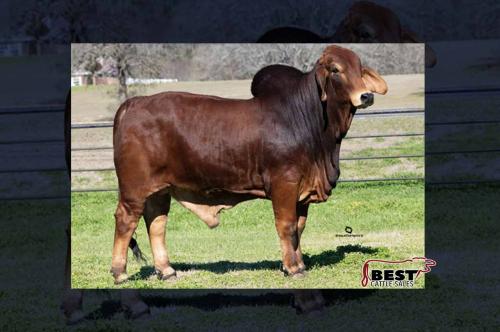 LOT 16 - HK ROCCO RUBY 842