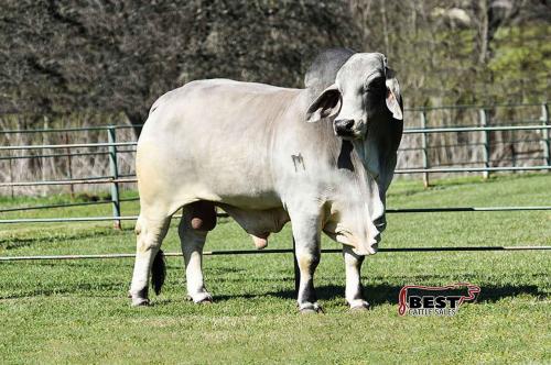 LOT 14 - *HPP MR. TABASCO BECKTON 177/3