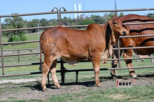 LOT 15 - MS BT LA LUISA X-RAY 27/3