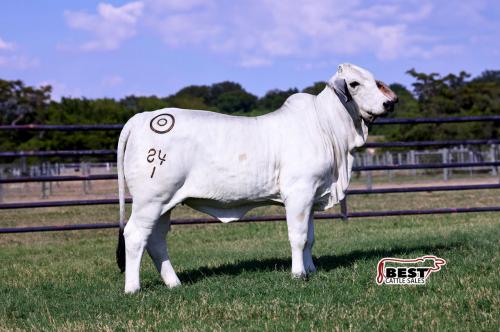 LOT 02 - MISS BER AURORA 84/1