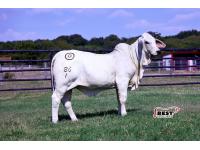 LOT 04 - MISS BER AUTUMN 86/1