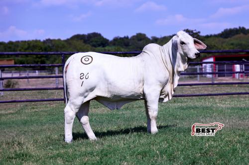 LOT 04 - MISS BER AUTUMN 86/1