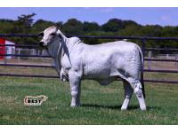 LOT 03 - MISS BER NAOMI 83/2