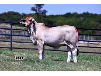 LOT 01 - MISS BER ELIANA 78/1