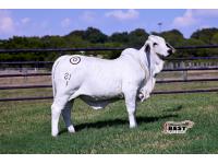 LOT 05 - MISS BER KENNEDY 81/1