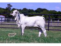 LOT 06 - MISS BER BRAZOS 73/1