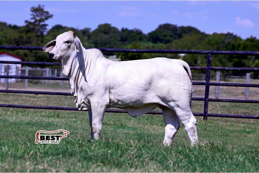 LOT 06 - MISS BER BRAZOS 73/1