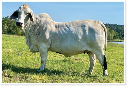 LOT 10 - 11 BRED COW - CHOICE OR X THE MONEY OF LOTS CHOSEN (B)