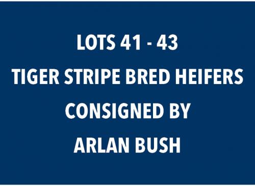 LOT 41 - 43 TIGER STRIPE BRED HEIFERS - CHOICE OR X THE MONEY OF LOTS CHOSEN (A)