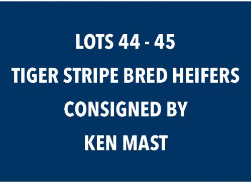 LOT 44 - 45 TIGER STRIPE BRED HEIFERS - CHOICE OR X THE MONEY OF LOTS CHOSEN (A)