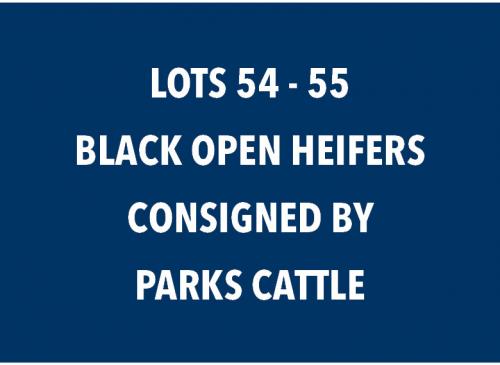 LOT 54-55 BLACK OPEN HEIFERS - CHOICE OR X THE MONEY OF LOTS CHOSEN (A)