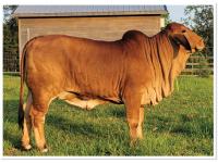 *LOT H - EMBRYO PACKAGE - THREE CONVENTIONAL EMBRYOS MR. MCC POLLED SMOKE 14/9 (P) X LMC LN POLLED DIOSA 142/1 (P)