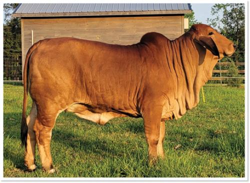 *LOT H - EMBRYO PACKAGE - THREE CONVENTIONAL EMBRYOS MR. MCC POLLED SMOKE 14/9 (P) X LMC LN POLLED DIOSA 142/1 (P)