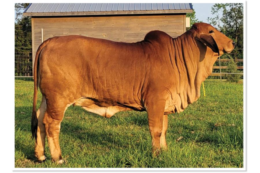 *LOT H - EMBRYO PACKAGE - THREE CONVENTIONAL EMBRYOS MR. MCC POLLED SMOKE 14/9 (P) X LMC LN POLLED DIOSA 142/1 (P)