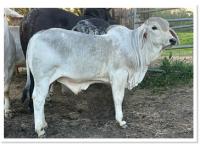 LOT 01 - CP POLLED PRESSLEY 4/1