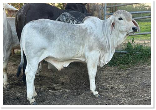 LOT 01 - CP POLLED PRESSLEY 4/1