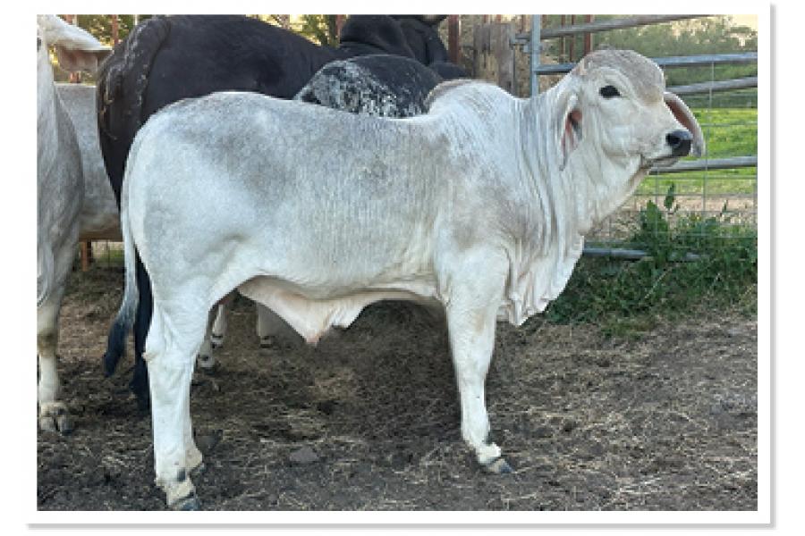 LOT 01 - CP POLLED PRESSLEY 4/1