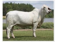 LOT 75 - MISS 4F POLLED 109/0 (P)