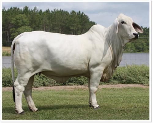LOT 75 - MISS 4F POLLED 109/0 (P)
