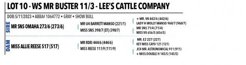 LOT 10 - WS MR BUSTER 11/3