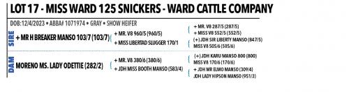 LOT 17 - MISS WARD 125 SNICKERS