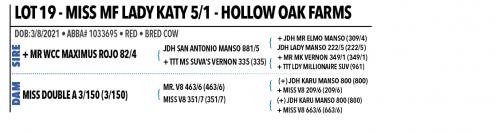 LOT 19 - MISS MF LADY KATY 5/1
