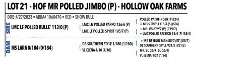 LOT 21 - HOF MR POLLED JIMBO (P)