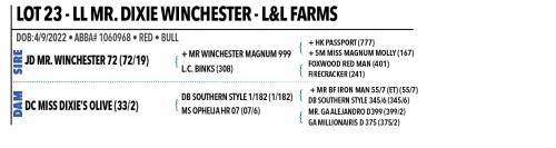 LOT 23 - LL MR. DIXIE WINCHESTER