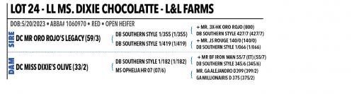 LOT 24 - LL MS. DIXIE CHOCOLATTE