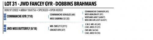 LOT 31 - JWD FANCEY GYR & 32 CHOICE OR X THE MONEY OF LOTS CHOSEN (A)