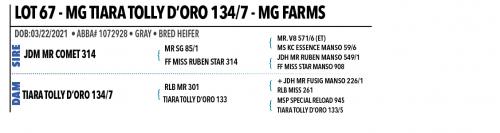 LOT 67 - MG TIARA TOLLY D’ORO 134/7