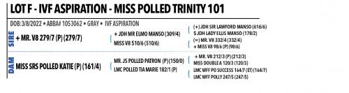 *LOT F - IVF ASPIRATION - MISS POLLED TRINITY 101