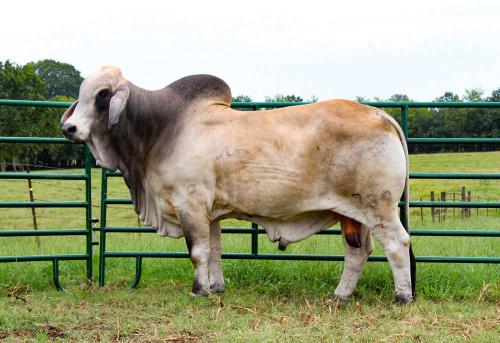 LOT 20 - MR. V8 739/7 X  2DP LADY CHEYENNE BALO 8/0 EMBRYO PACKAGE