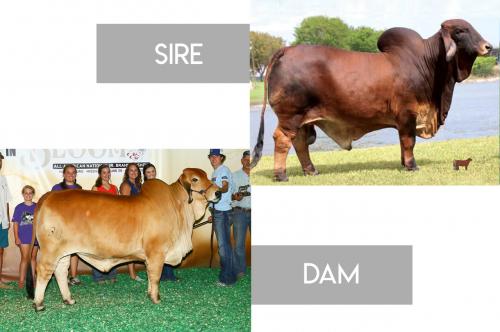 LOT 23- MR SG 97/4 (RED CHIEF) x LADY M CARMILA ROJO 30/9 - 3 CONVENTIONAL EMBRYO PACKAGE
