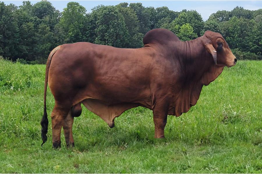 LOT 34 - DF MR. POLLED COJO 2/2 (PP) - 2 SEXED SEMEN STRAWS