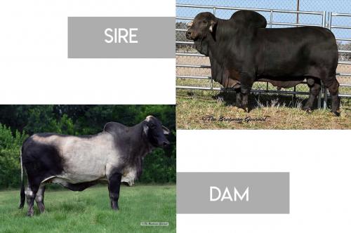LOT 57 - MR +S POLLED NEGRO 626 X MS HORSEGATE 888 - 3 SEXED EMBRYOS