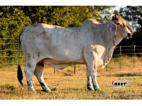 LOT 10 - DM DONORS - PICK OF FLUSH