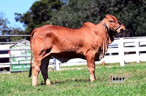 LOT  03 - 	DB SOUTHERN STYLE 2/178