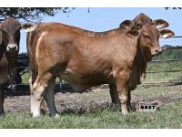 LOT  06 -F1 Brahman/Red Angus Heifers  - Pen of Three