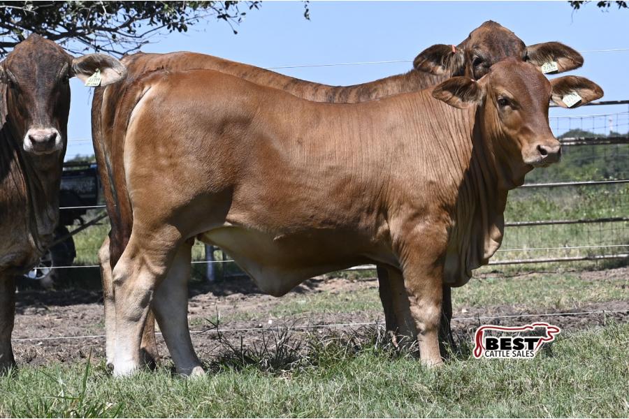 LOT  06 -F1 Brahman/Red Angus Heifers  - Pen of Three