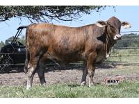 LOT  06 -F1 Brahman/Red Angus Heifers  - Pen of Three