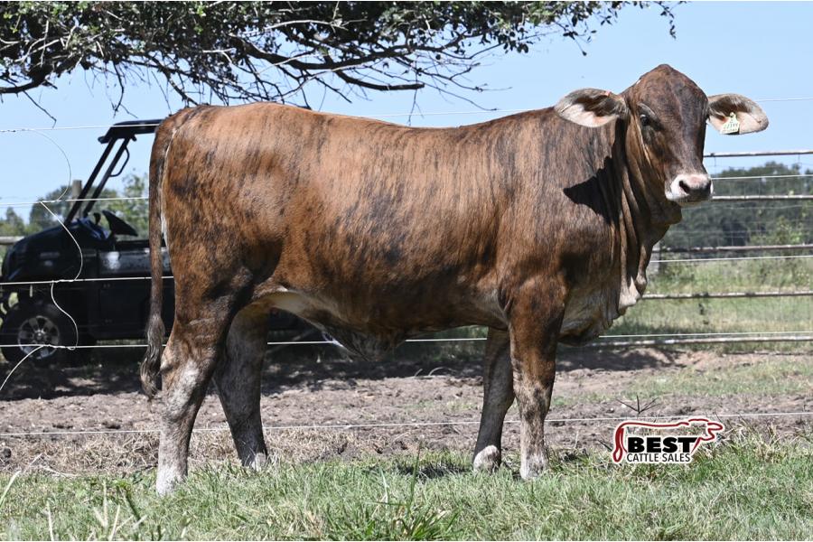 LOT  06 -F1 Brahman/Red Angus Heifers  - Pen of Three