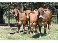 LOT  06 -F1 Brahman/Red Angus Heifers  - Pen of Three