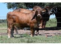 LOT  06 -F1 Brahman/Red Angus Heifers  - Pen of Three