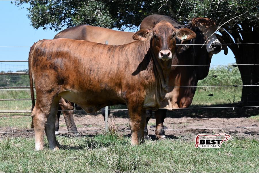 LOT  06 -F1 Brahman/Red Angus Heifers  - Pen of Three